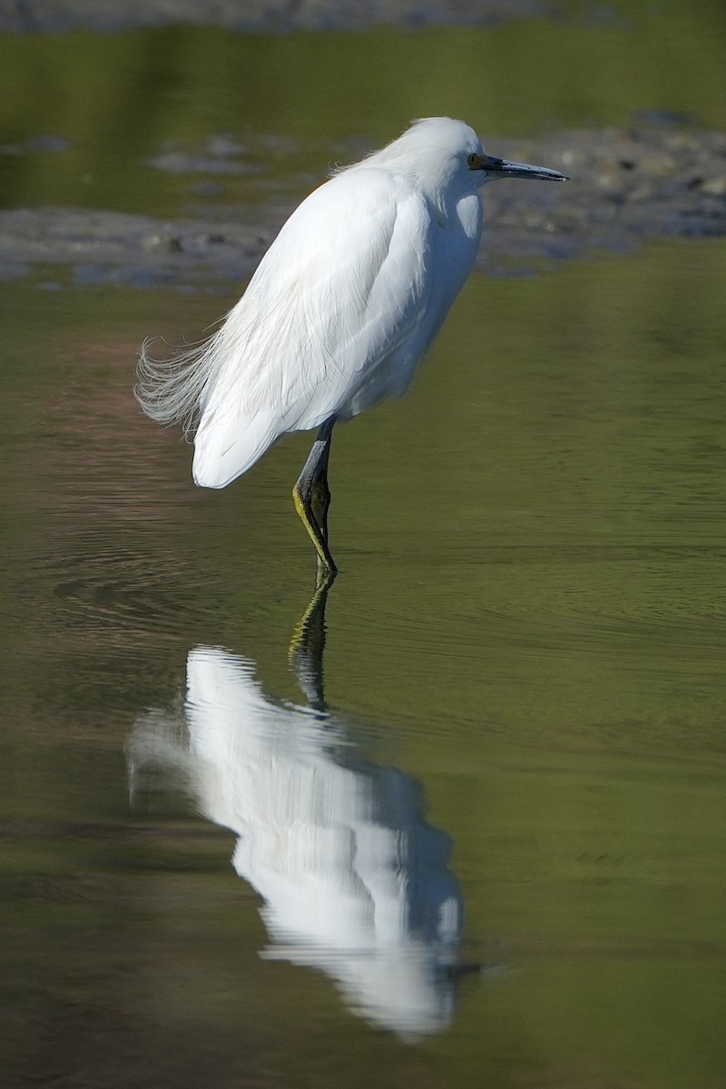 Snowy Egret - ML644943672