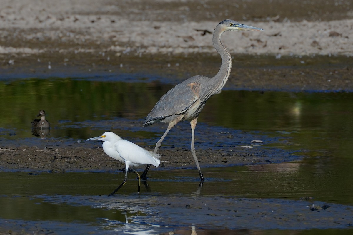 Snowy Egret - ML644943673