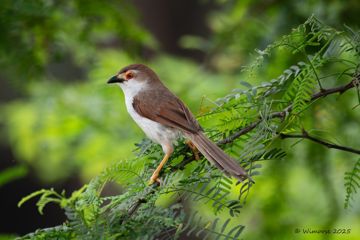 Timalí Ojigualdo - ML644943677