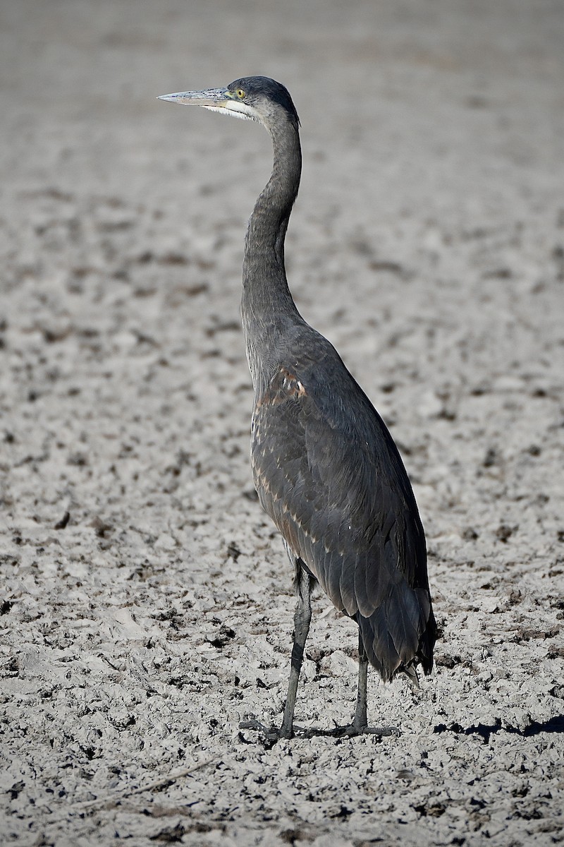 Great Blue Heron - ML644943692