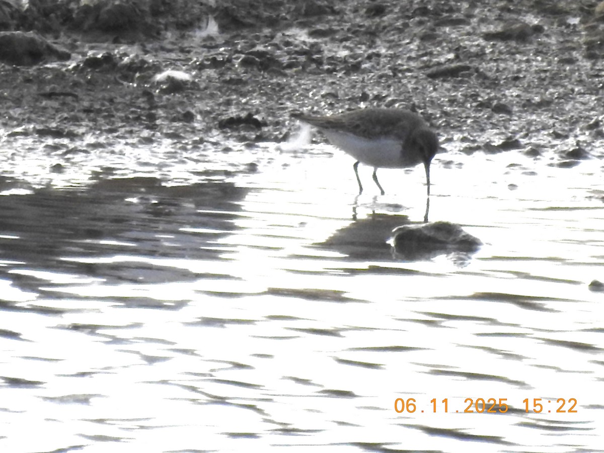 Dunlin - ML644943703