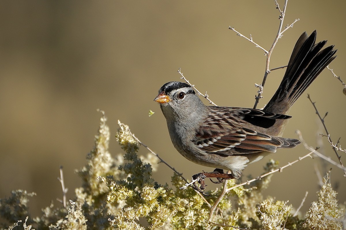 White-crowned Sparrow - ML644943704