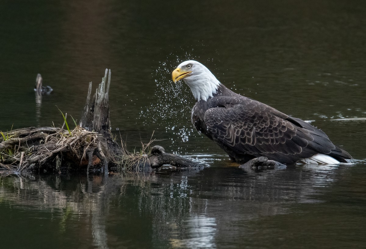 Bald Eagle - ML644943706