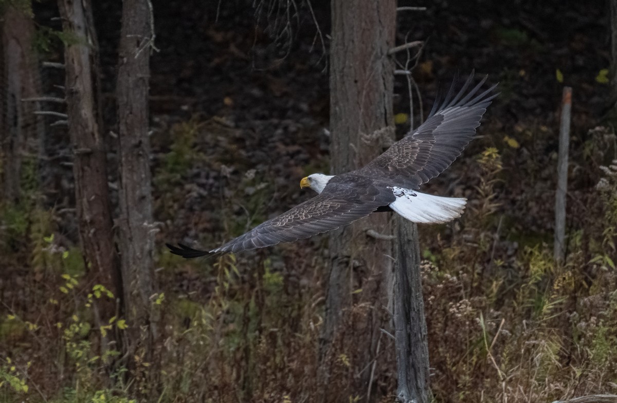 Bald Eagle - ML644943708