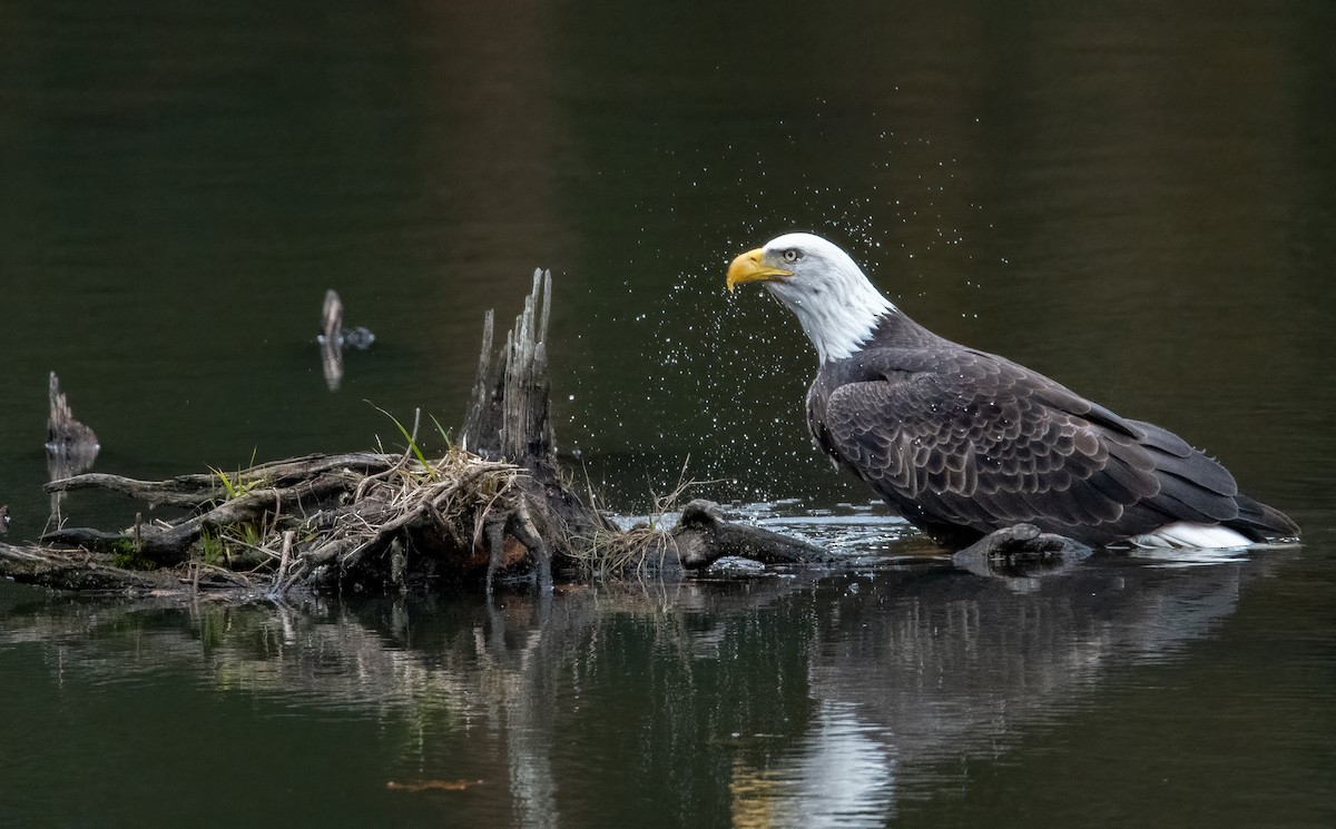 Bald Eagle - ML644943709