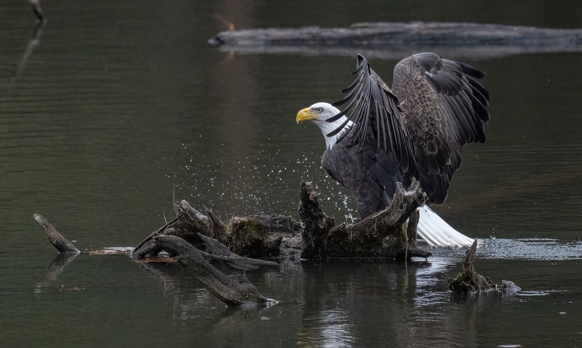 Bald Eagle - ML644943710