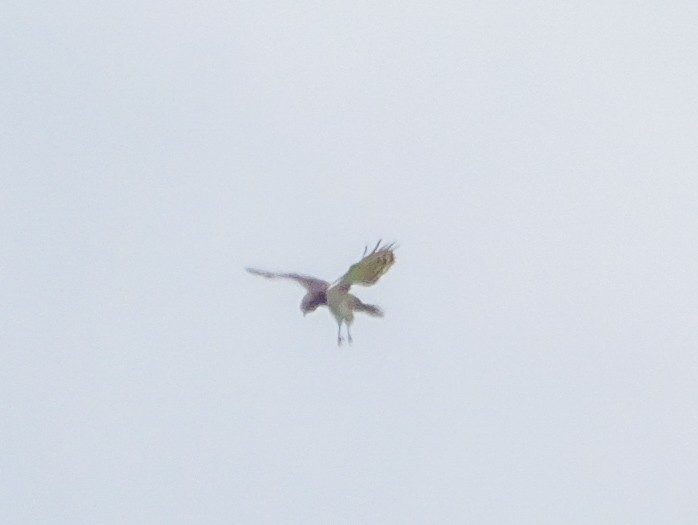 Black-chested Snake-Eagle - ML644943713