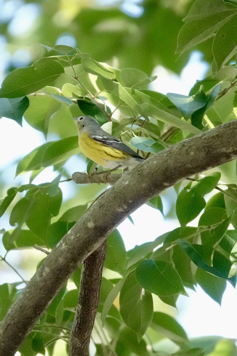 Magnolia Warbler - ML644943754
