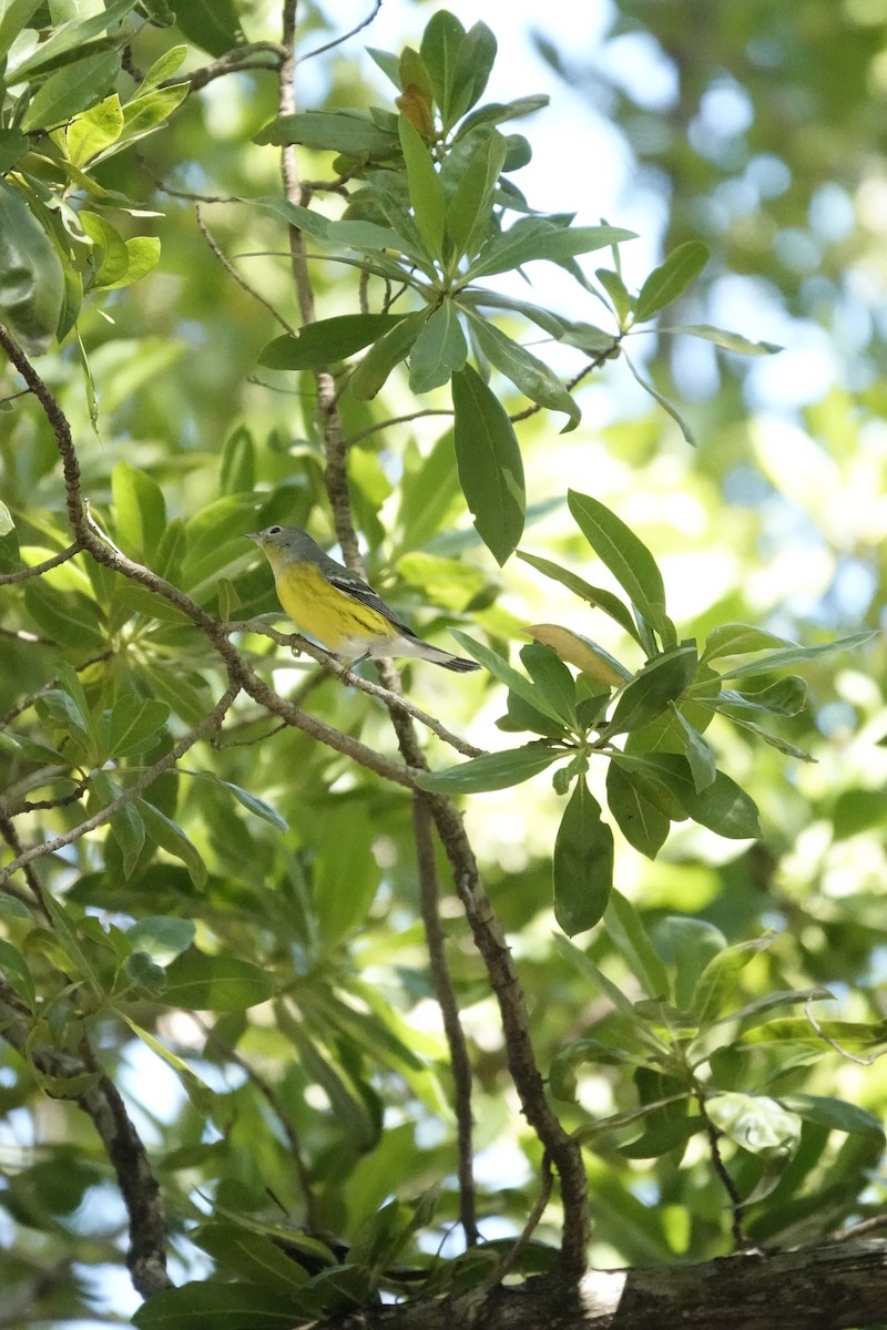 Magnolia Warbler - ML644943755