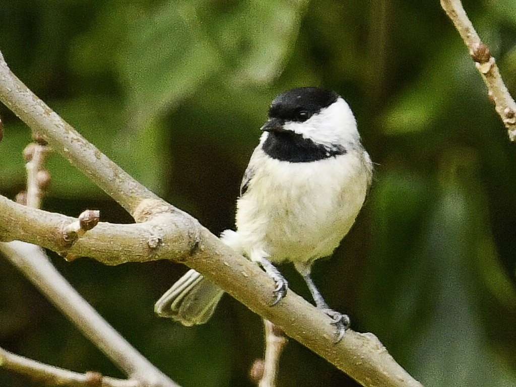 Carolina Chickadee - ML644943757