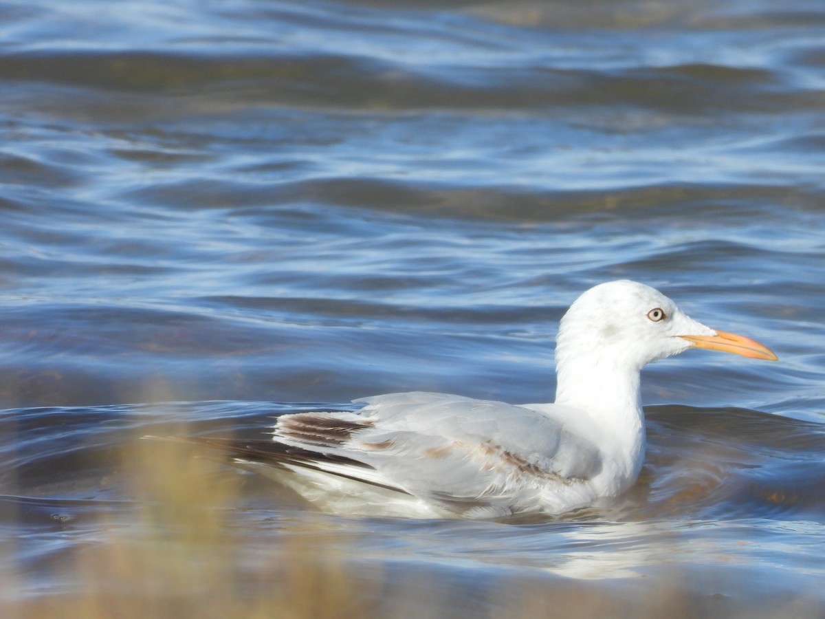Slender-billed Gull - ML644943764