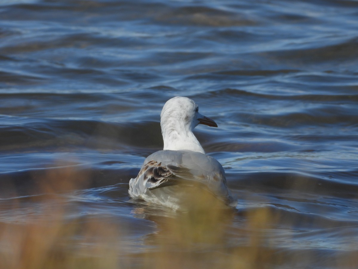 Slender-billed Gull - ML644943765