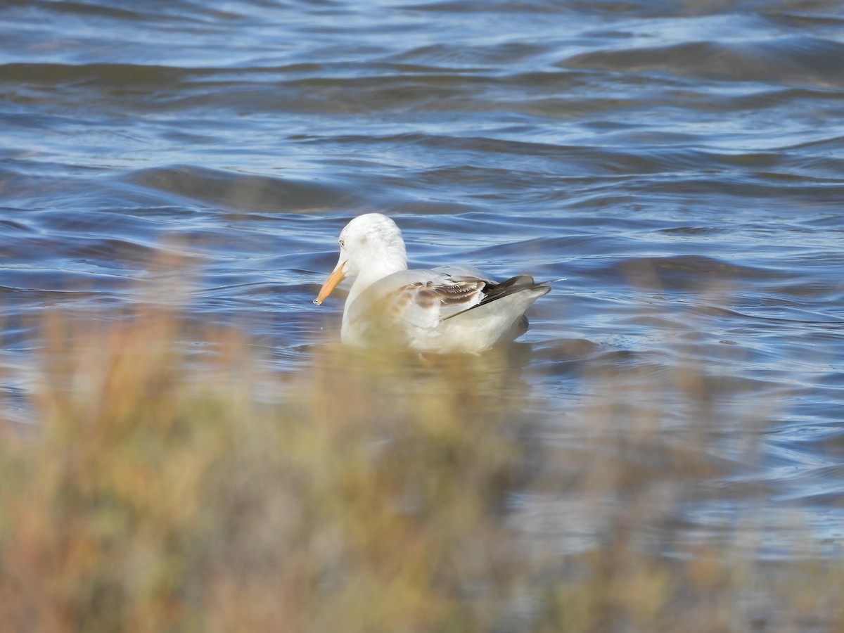 Slender-billed Gull - ML644943766
