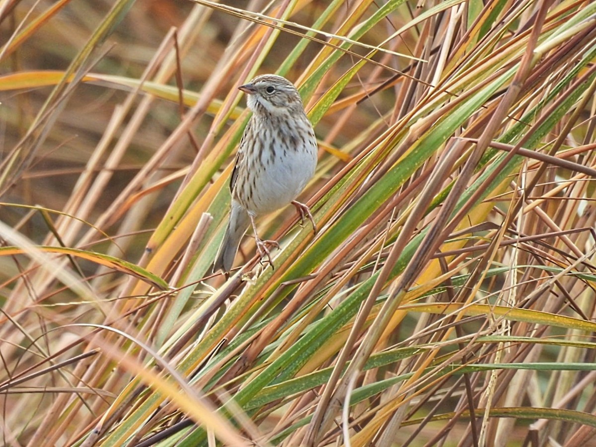 Savannah Sparrow (Ipswich) - ML644943768