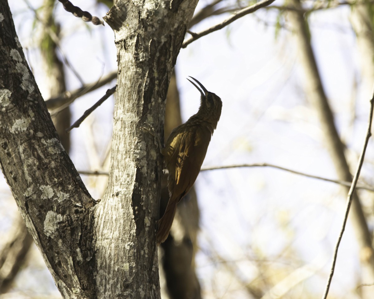 Moustached Woodcreeper - ML644943775