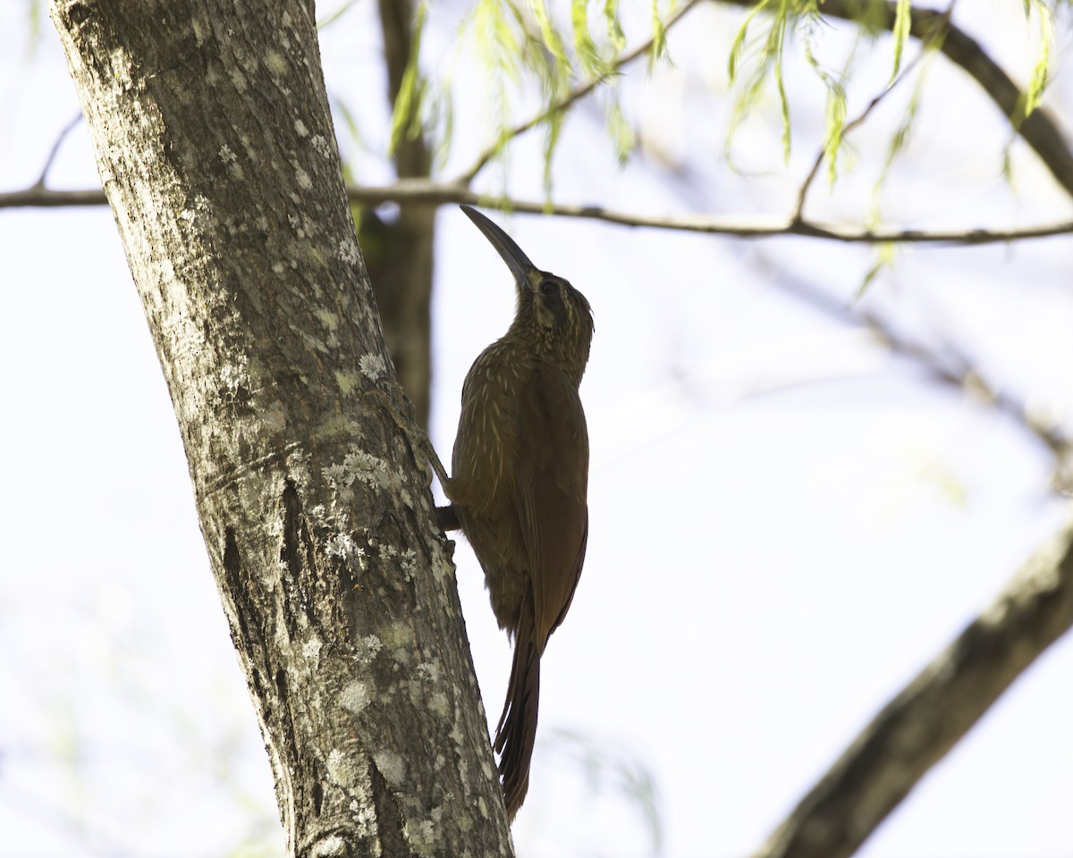 Moustached Woodcreeper - ML644943776