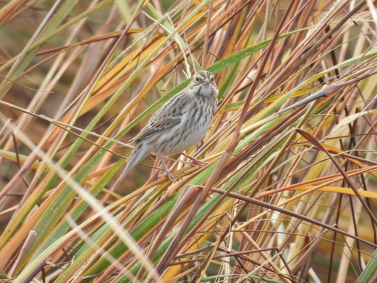 Savannah Sparrow (Ipswich) - ML644943789
