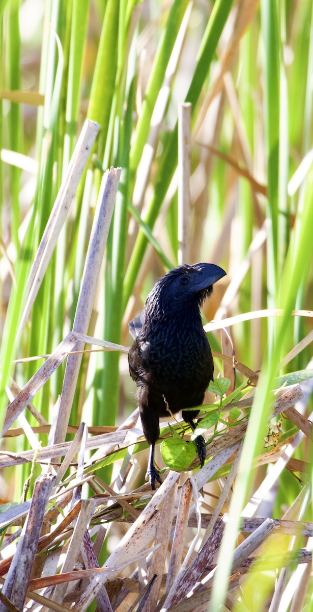 Groove-billed Ani - ML644943794
