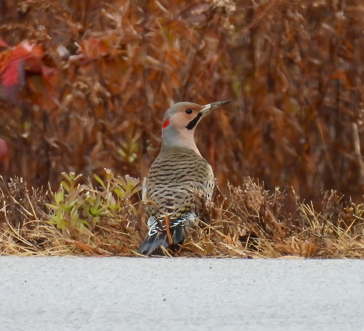 Шилоклювый дятел (auratus/luteus) - ML644943805