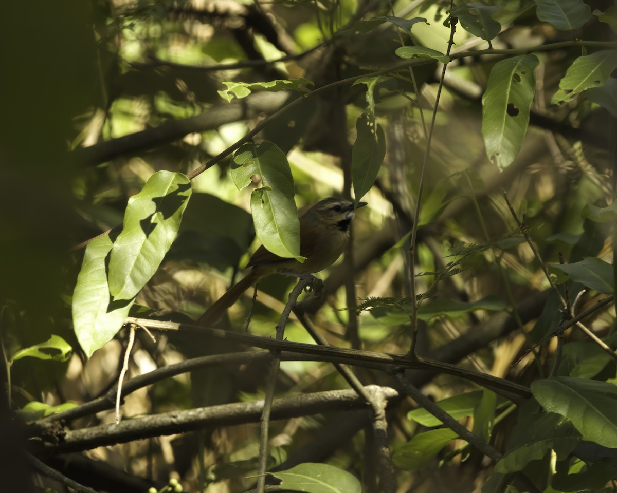 Ochre-cheeked Spinetail - ML644943810
