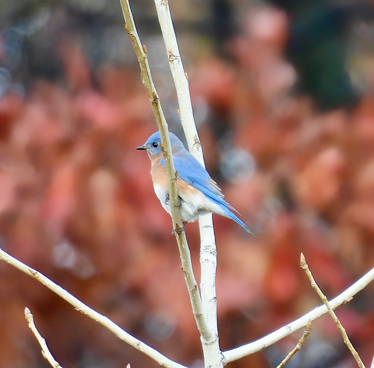 Восточная сиалия - ML644943815