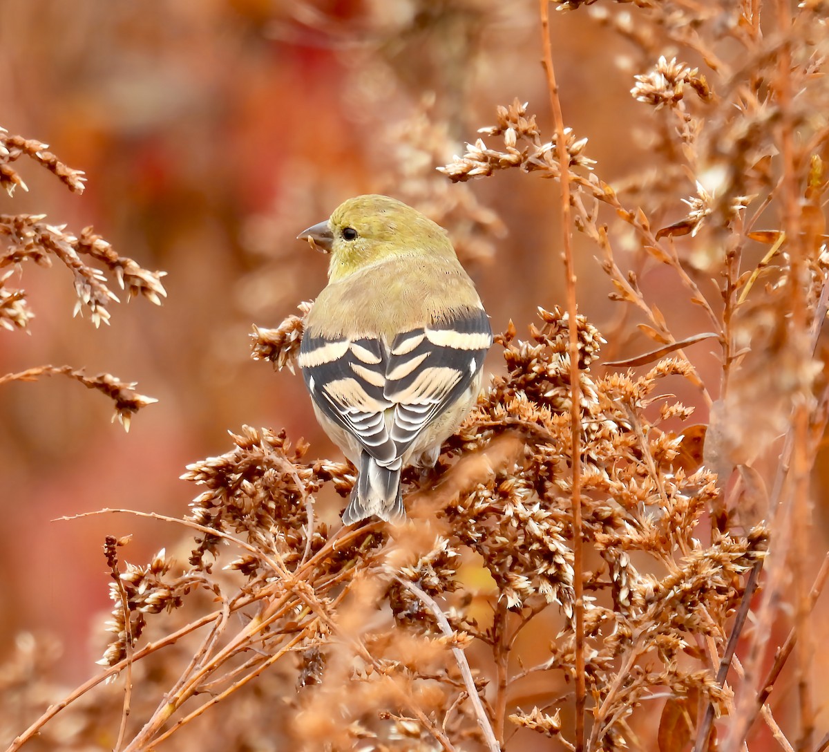 Американский чиж - ML644943826
