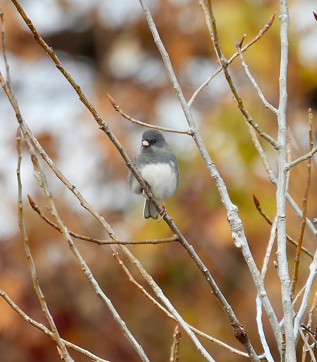 Серый юнко (Серый) - ML644943837