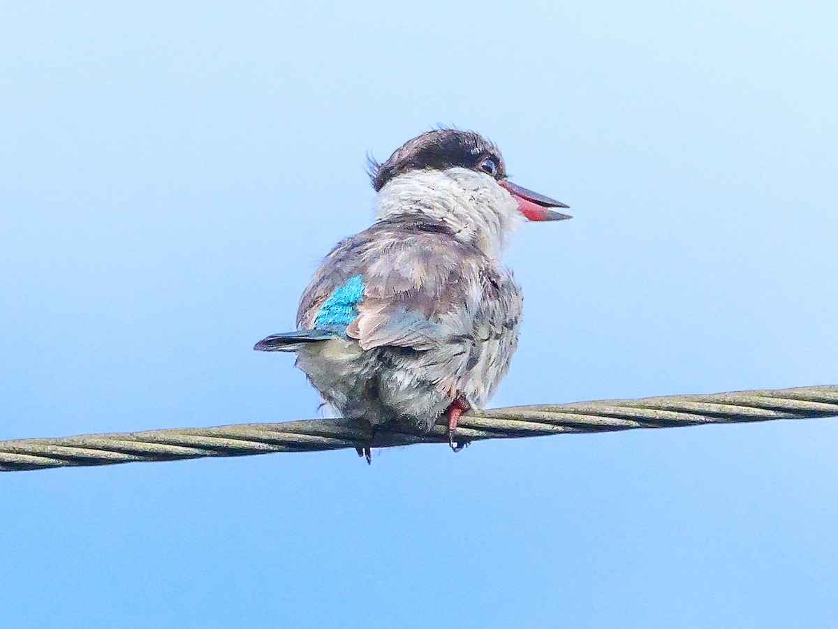 Striped Kingfisher - ML644943843