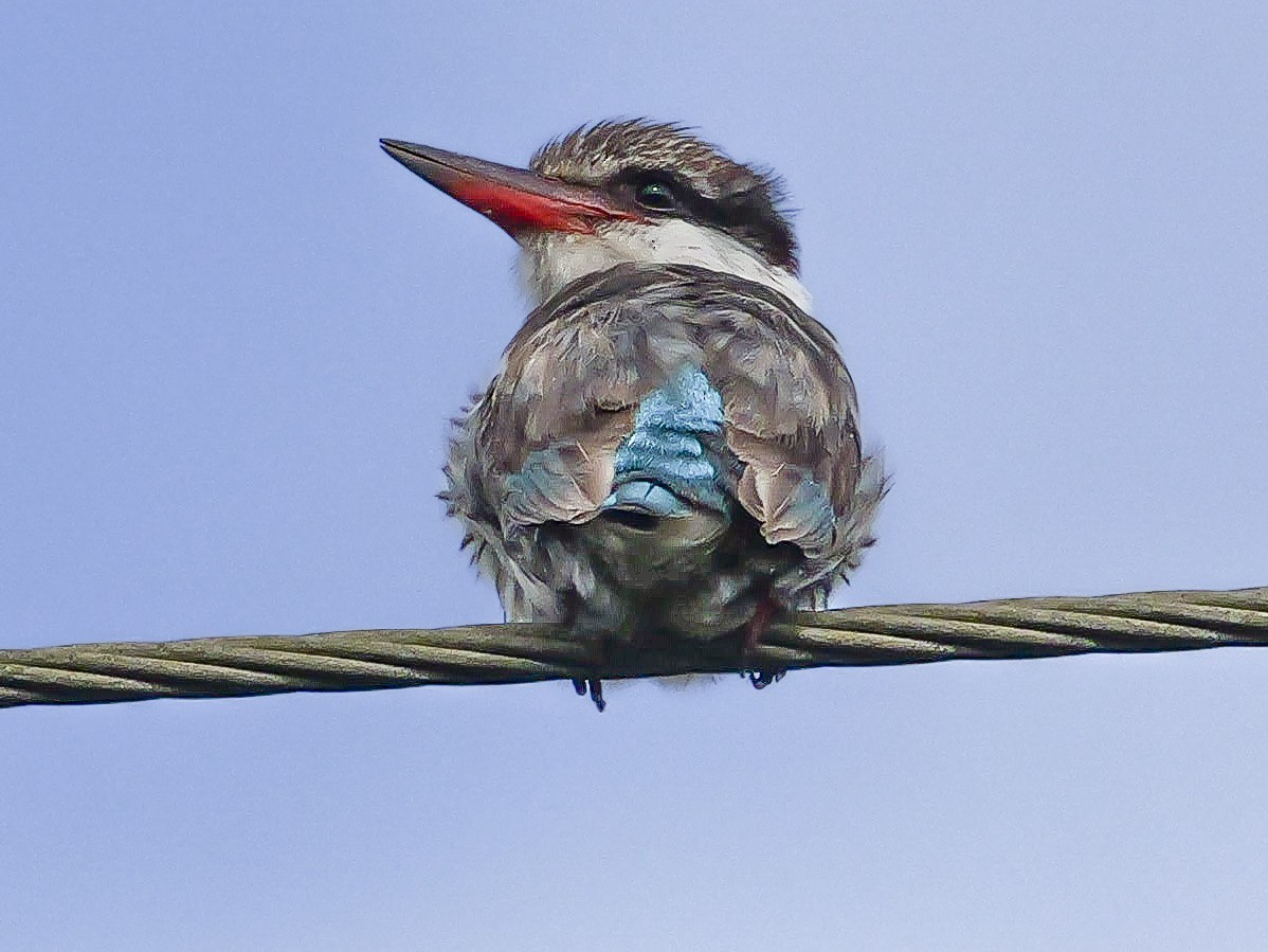 Striped Kingfisher - ML644943844