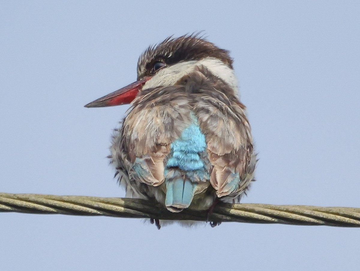 Striped Kingfisher - ML644943845