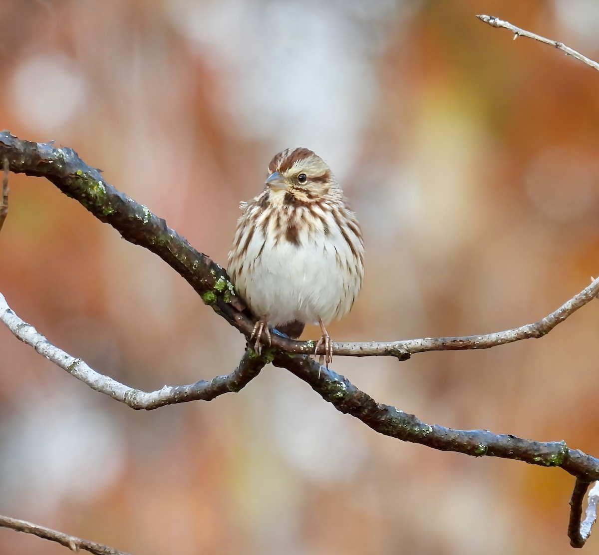 Певчая овсянка - ML644943847