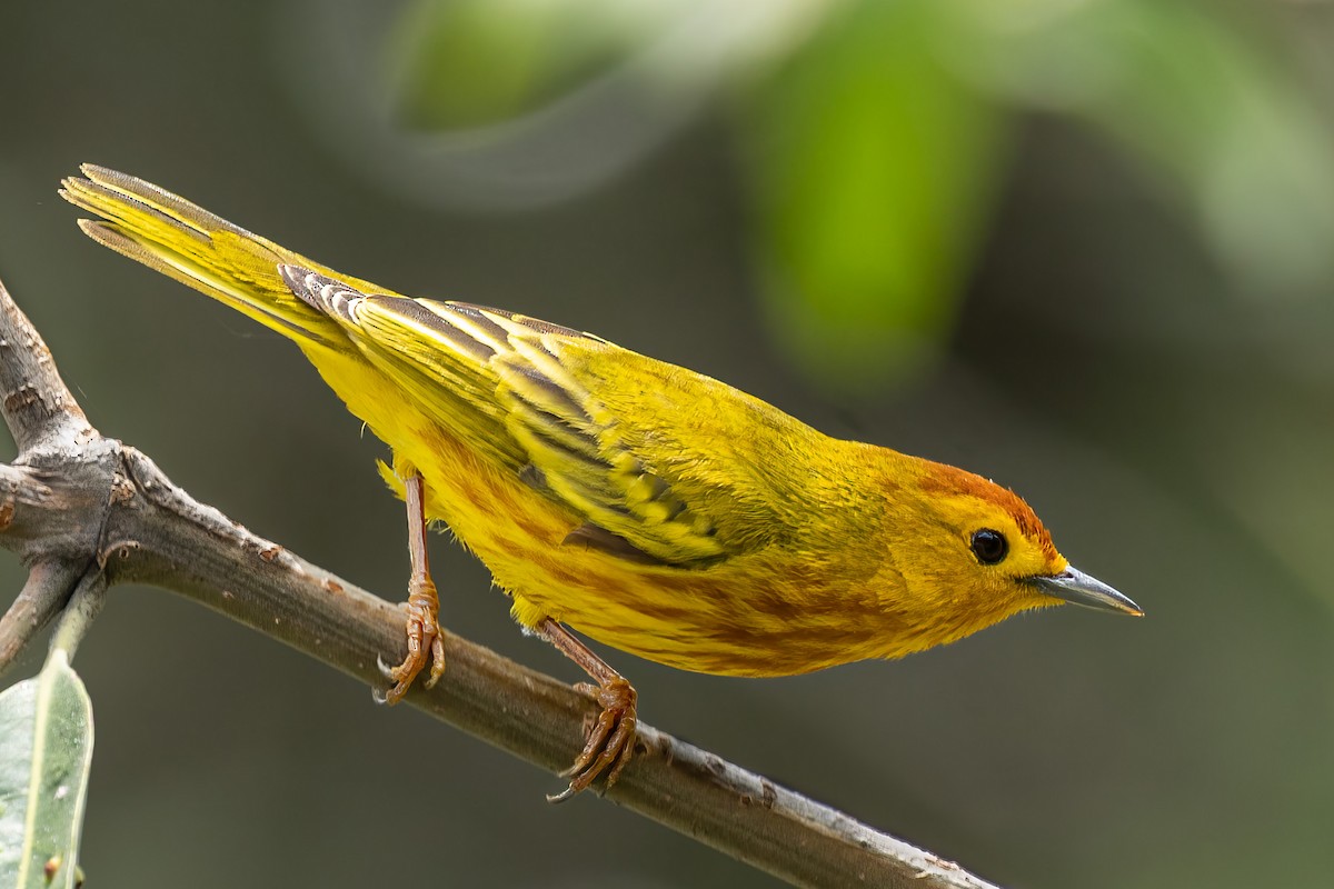 Mangrove Yellow Warbler (Ecuadorian) - ML644943849