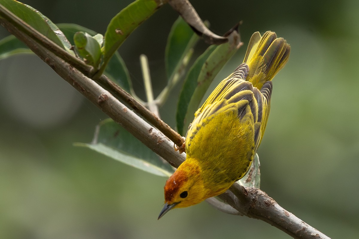 Mangrove Yellow Warbler (Ecuadorian) - ML644943850