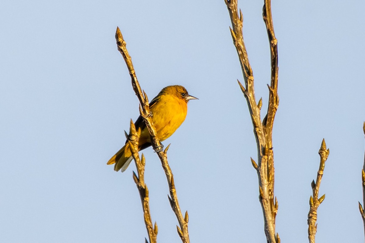Baltimore Oriole - ML644943851