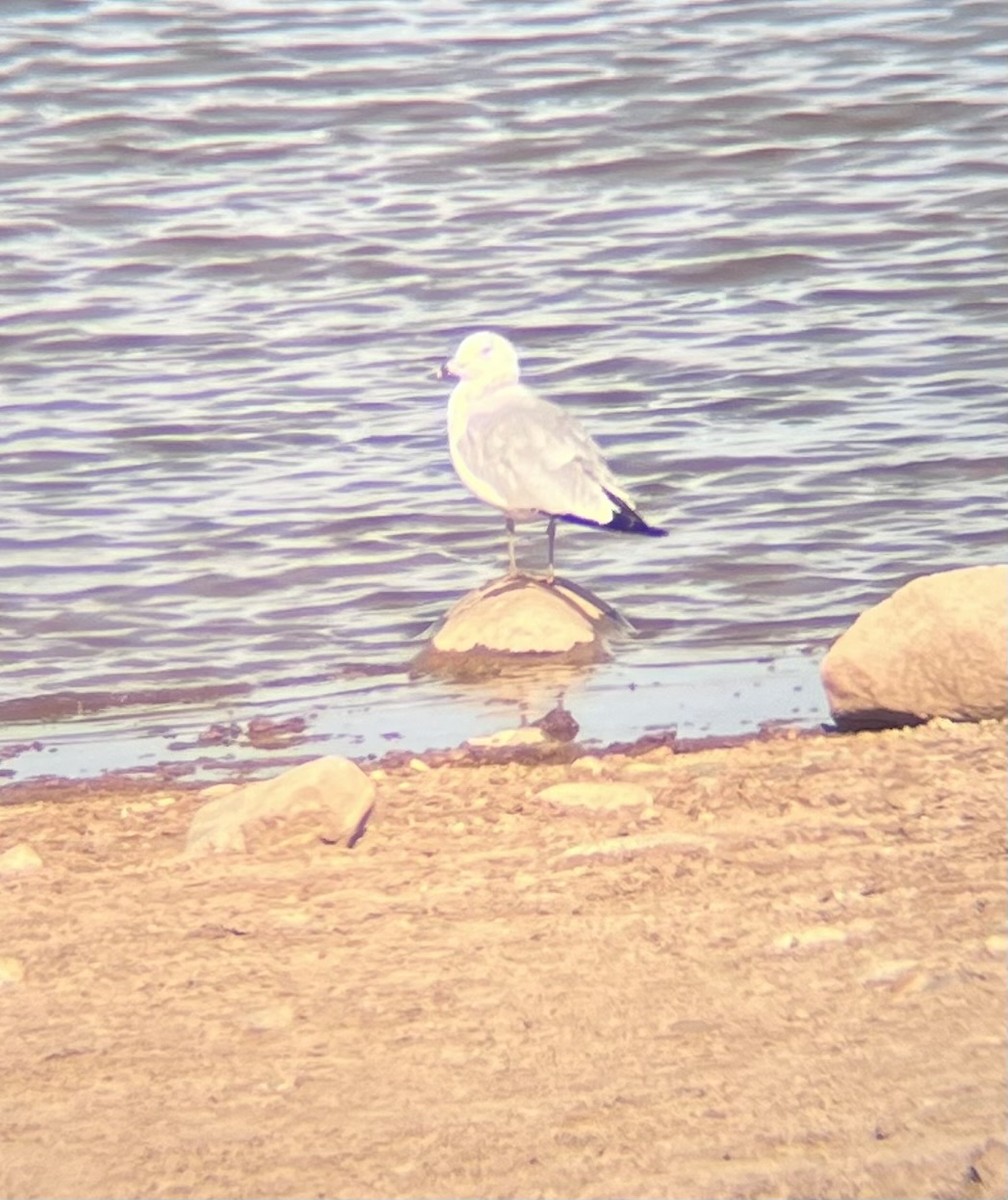 Ring-billed Gull - ML644943852
