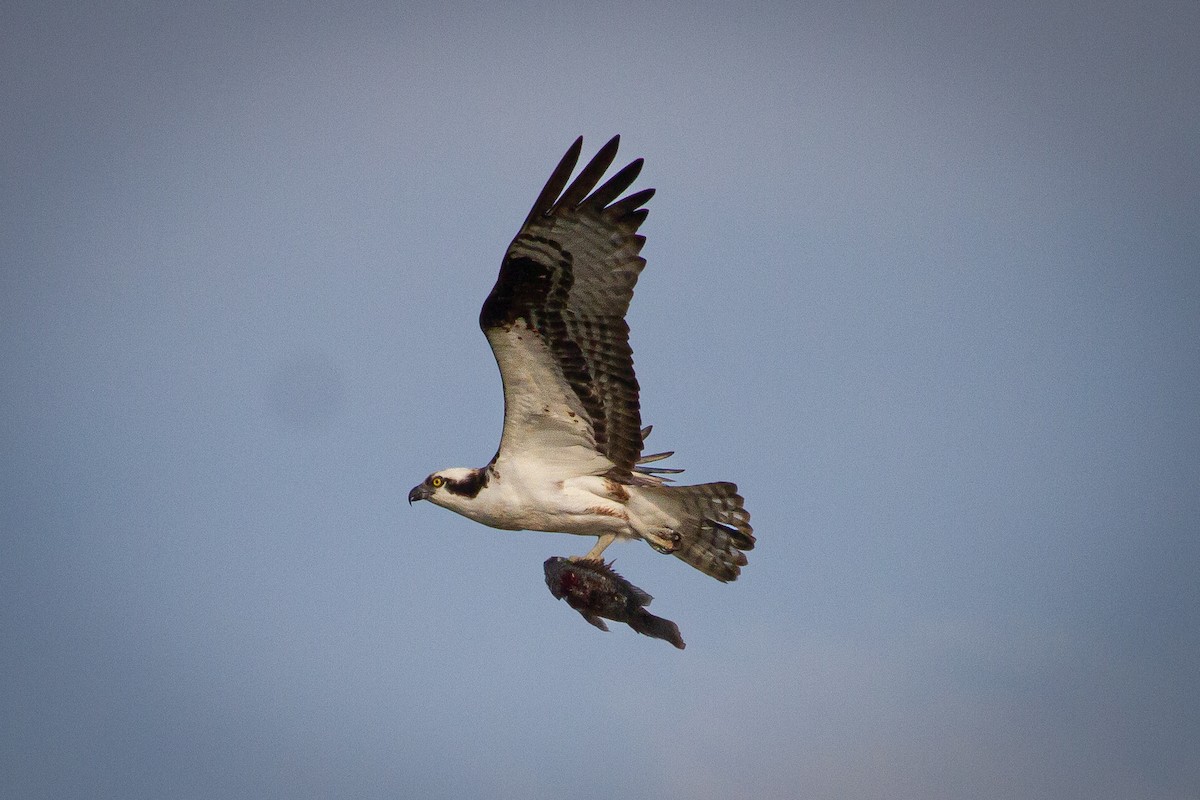 魚鷹 - ML644943853