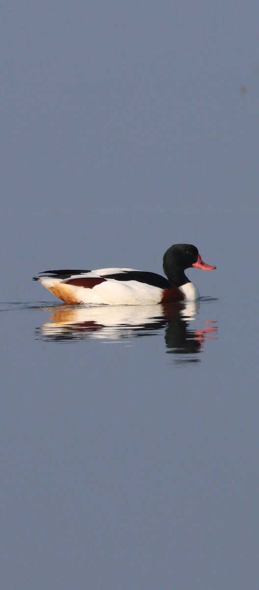 花鳧 - ML644943854