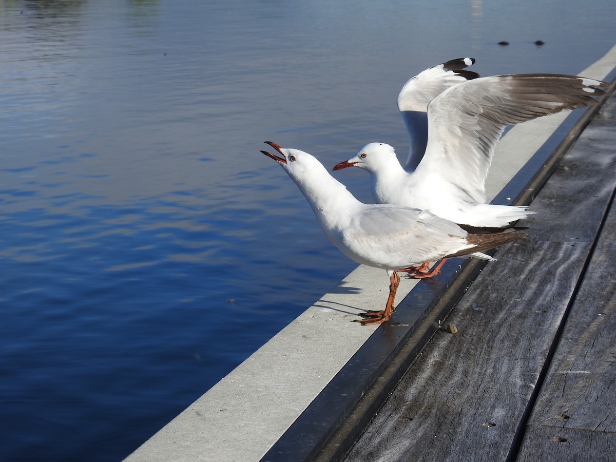 紐澳紅嘴鷗 - ML644943855