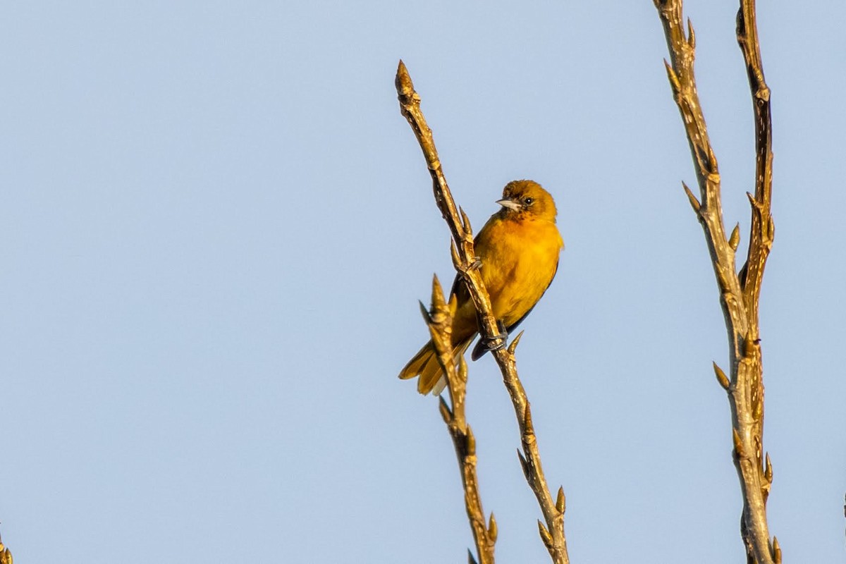 Baltimore Oriole - ML644943856