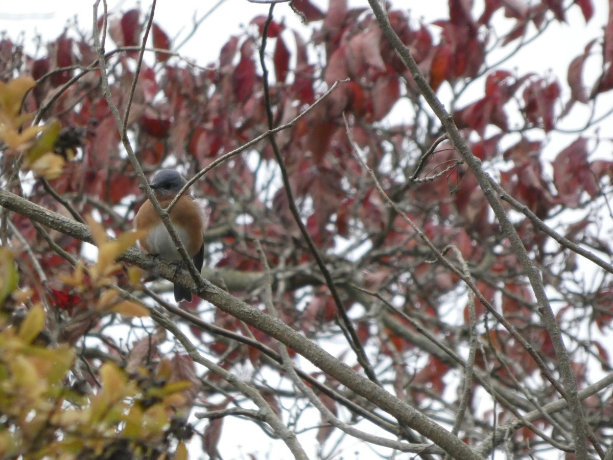 Eastern Bluebird - ML644943857
