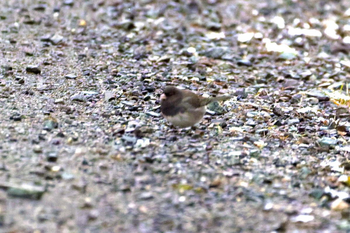 Dark-eyed Junco (Slate-colored/cismontanus) - ML644943859