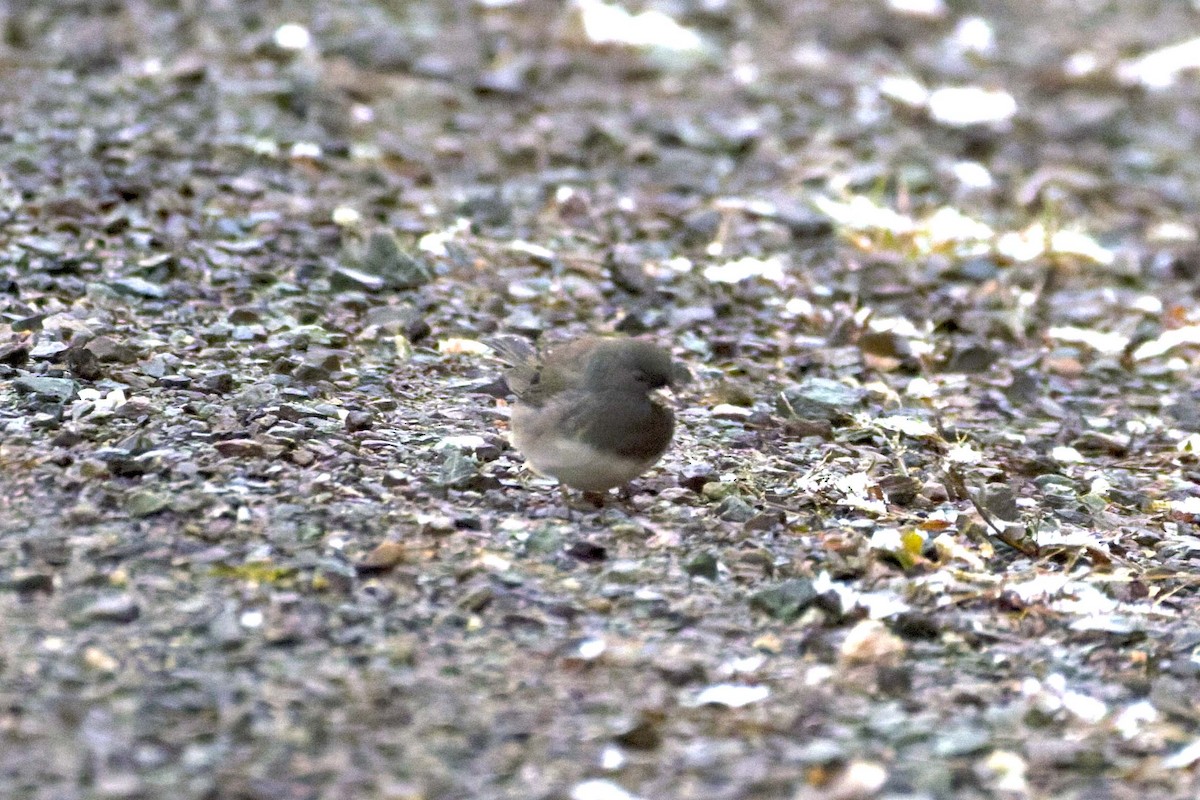 Dark-eyed Junco (Slate-colored/cismontanus) - ML644943860