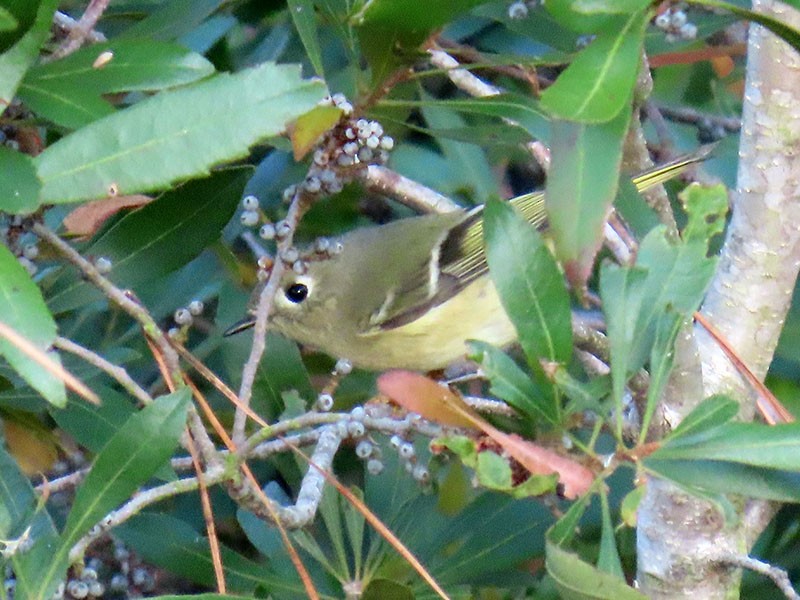 Ruby-crowned Kinglet - ML644943865