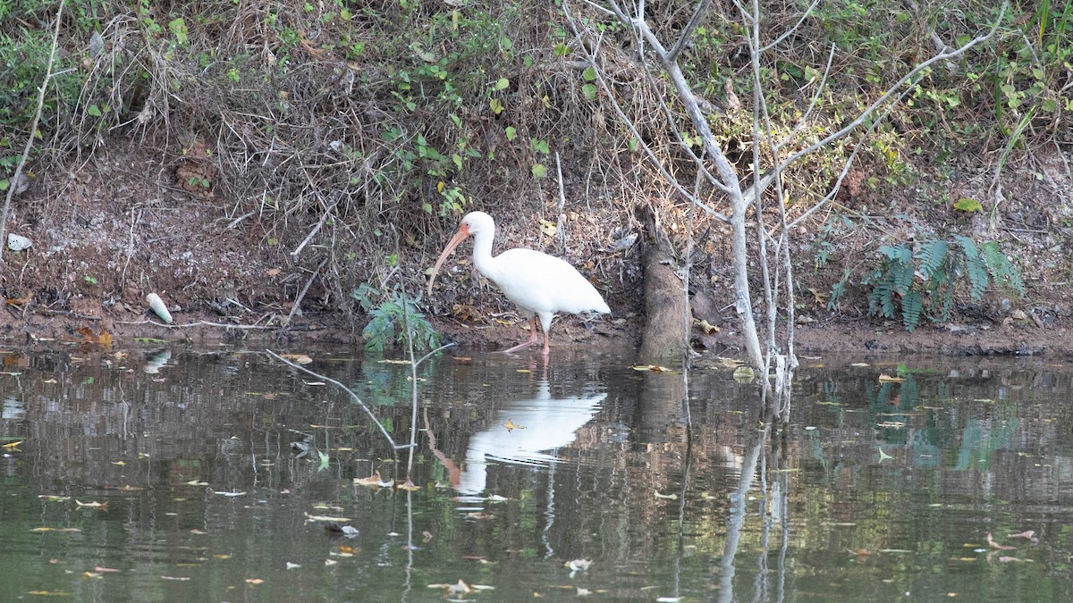 White Ibis - ML644943868