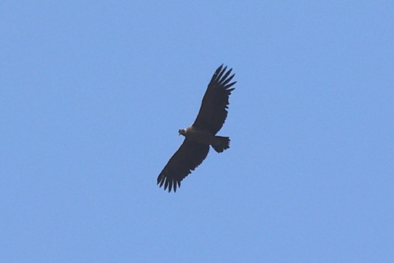 Andean Condor - ML644943869