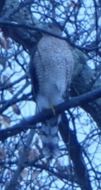 Sharp-shinned/Cooper's Hawk - ML644943871