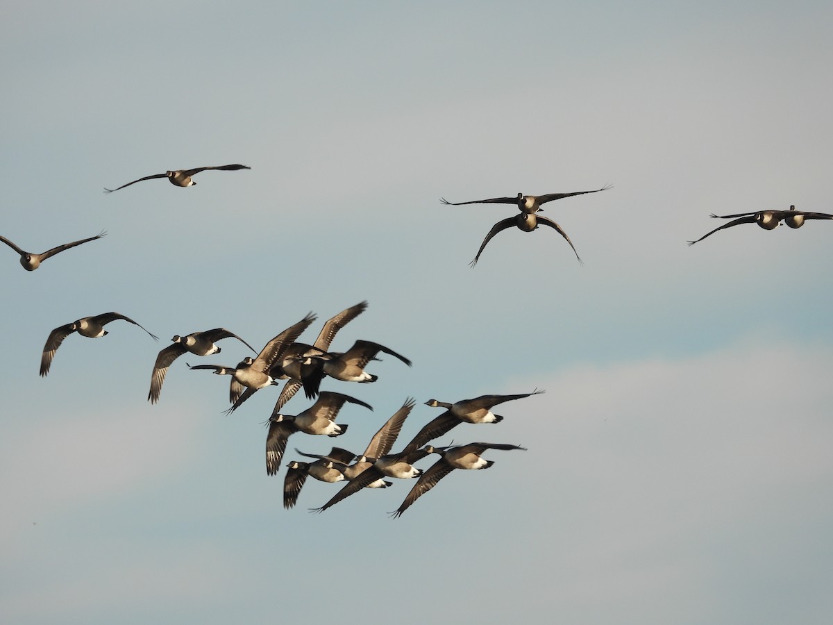 Canada Goose - ML644943877