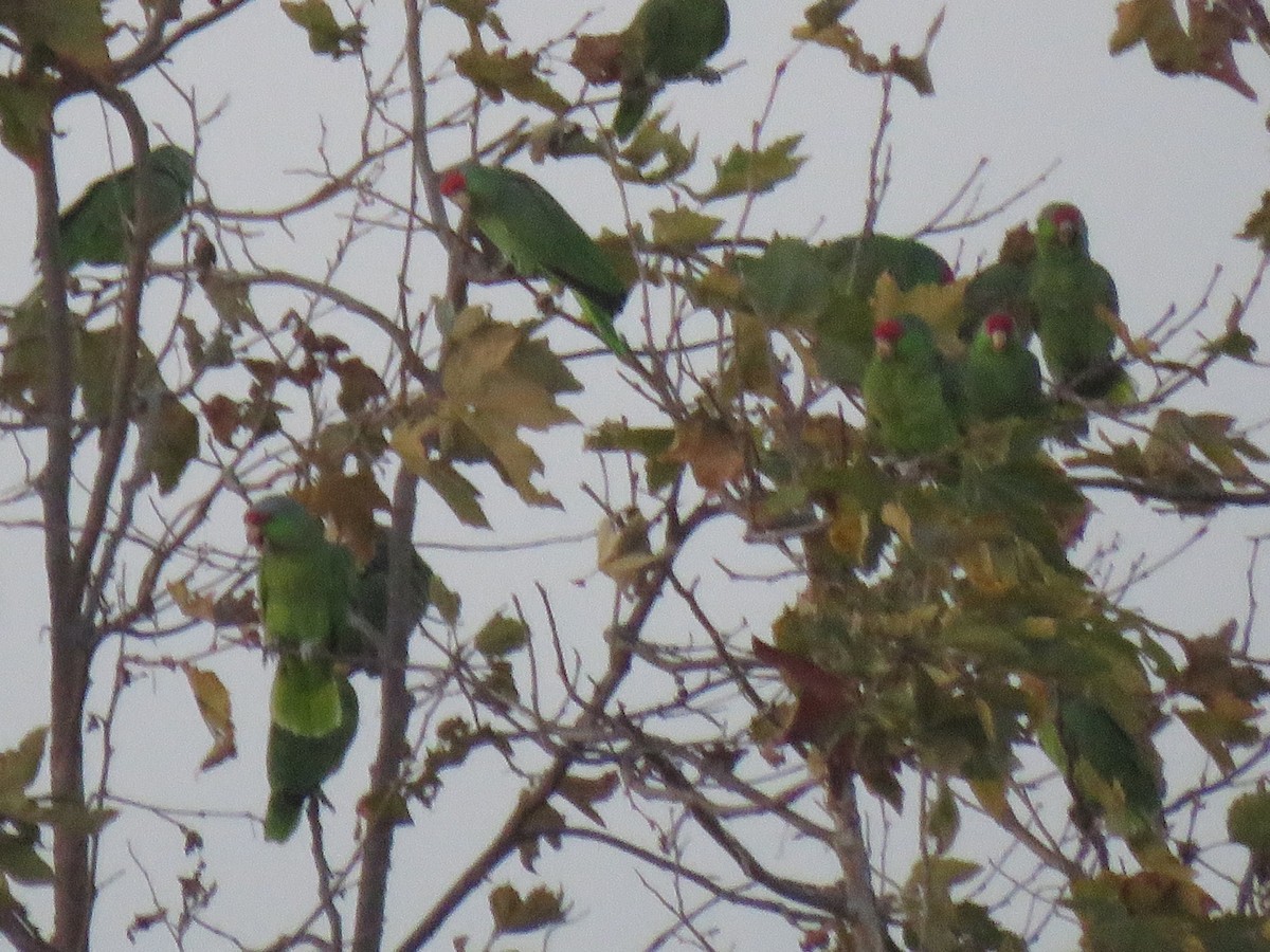 Amazona Guayabera - ML644943878