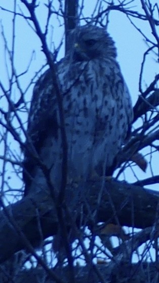 Red-shouldered Hawk - ML644943879