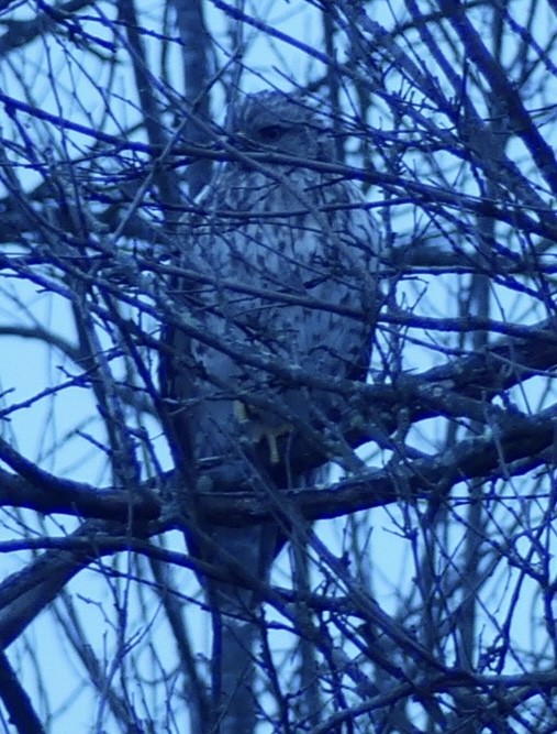 Red-shouldered Hawk - ML644943880